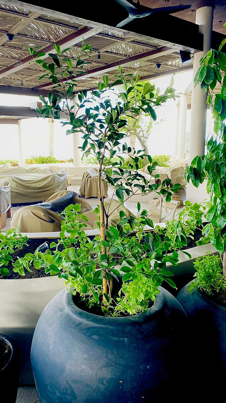 Planta exótica repetida